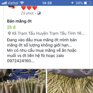 măng ớt đầu mua trạm tấu