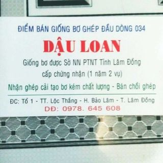 chuyên giống bơ 034 thuần chủng - vườn bơ dầu dòng dậu loan giá sỉ