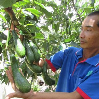 chuyên giống bơ 034 thuần chủng - vườn bơ dầu dòng dậu loan