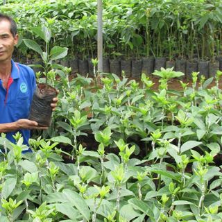 chuyên giống bơ 034 thuần chủng - vườn bơ dầu dòng dậu loan