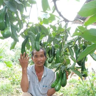 chuyên chồi giống bơ 034 thuần chủng không lai tạo - vườn bơ đầu dòng dậu loan