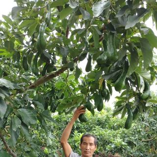 chuyên chồi giống bơ 034 thuần chủng không lai tạo - vườn bơ đầu dòng dậu loan