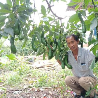 chuyên chồi giống bơ 034 thuần chủng không lai tạo - vườn bơ đầu dòng dậu loan