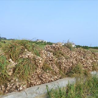 Tỏi Lý Sơn