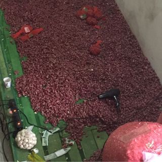 cung cấp hành tỏi lý sơn