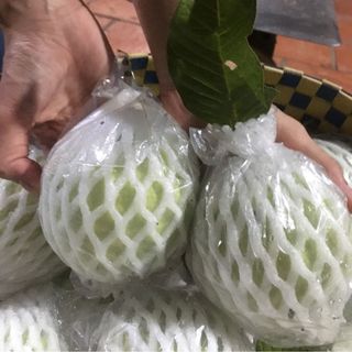 ổi nữ hoàng sạch