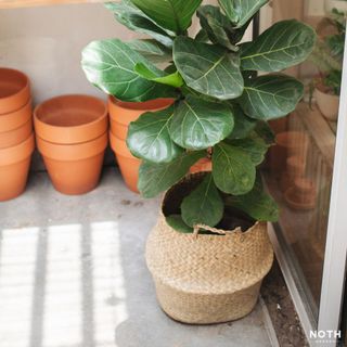 Giỏ cói Belly Basket/ Giỏ cói trồng cây nội thất