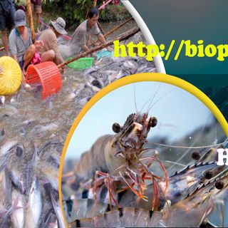 Bán men vi sinh Bacillus Amyloliquefaciens nhập từ Mỹ
