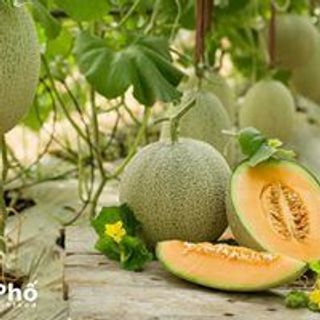 DƯA LƯỚI TL3 TRÒN -RUỘT CAM
