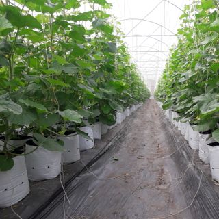 DƯA LƯỚI TL3 TRÒN -RUỘT CAM