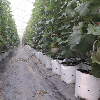 DƯA LƯỚI TL3 TRÒN -RUỘT CAM