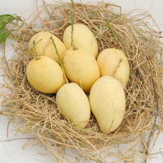 XOÀI CÁT HÒA LỘC