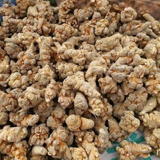 Củ tam thất bắc củ 9