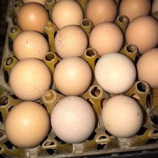 Trứng gà ấp Dở Hà Nội 25k/ chục