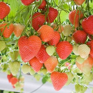 Hạt giống Dâu tây đỏ chịu nhiệt