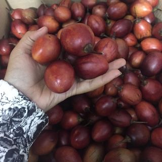 Cà Chua Thân Gỗ