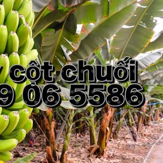 Dây buộc chuối