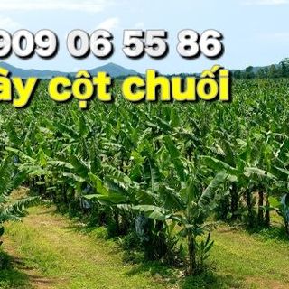Dây buộc chuối
