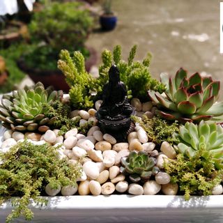 Tiểu cảnh sen đá để bàn