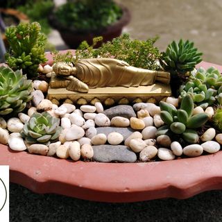 Tiểu cảnh sen đá để bàn 03