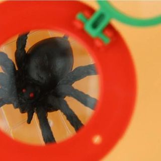 Hộp quan sát Côn Trùng