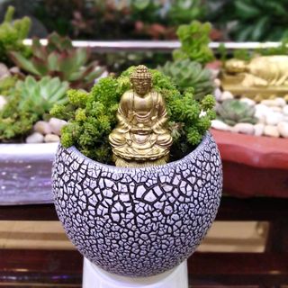 Tiểu cảnh sen đá Sedum để bàn 04