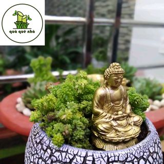 Tiểu cảnh sen đá Sedum để bàn 04