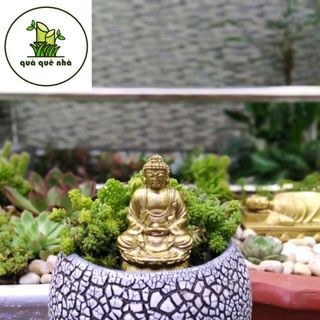 Tiểu cảnh sen đá Sedum để bàn 04 giá sỉ