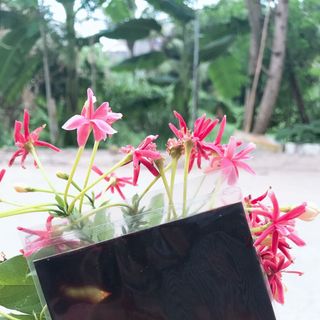 Cao chè Vằng