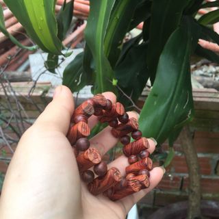 lách tay gỗ sưa