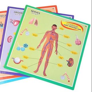 Trò chơi Tương tác- Human Body Puzzle