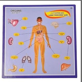 Trò chơi Tương tác- Human Body Puzzle