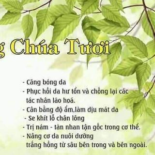 Sữa ong chúa mocha giá sỉ