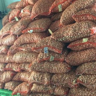 tỏi cô đơn số lượng lớn