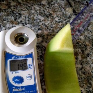 Dưa lưới Hà Lan Inthanob