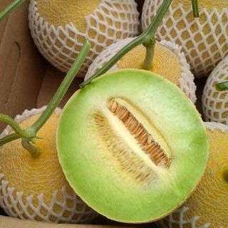 Dưa lưới Hà Lan Inthanob