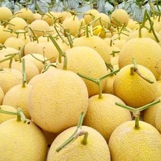 Dưa lưới Hà Lan Inthanob