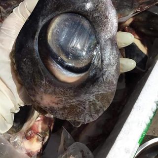 MẮT CÁ NGỪ ĐẠI DƯƠNG