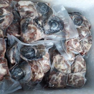 MẮT CÁ NGỪ ĐẠI DƯƠNG