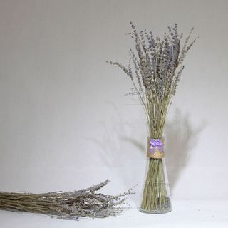 Hoa oải hương khô Lavender Pháp Hoa thật
