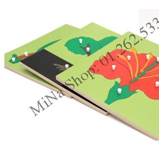 Giáo cụ Sinh học Montessori