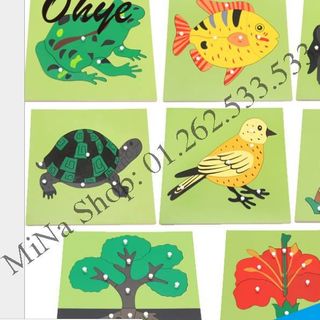 Giáo cụ Sinh học Montessori