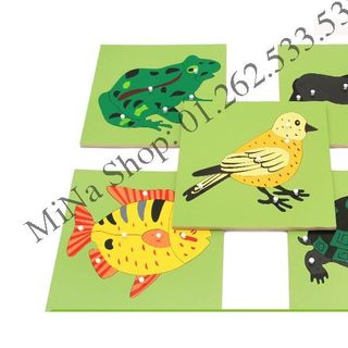 Giáo cụ Sinh học Montessori