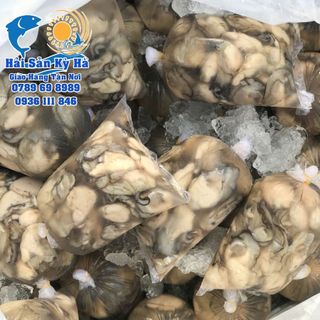 Ruột Hàu Sữa Pháp - Giá Sỉ