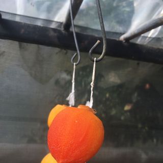 HỒNG TREO CÔNG NGHỆ NHẬT BẢN