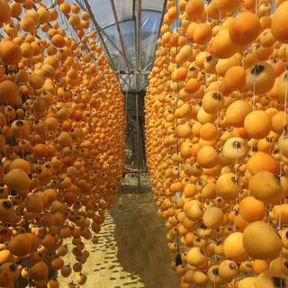 HỒNG TREO CÔNG NGHỆ NHẬT BẢN