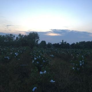 Ổi nữ hoàng sạch