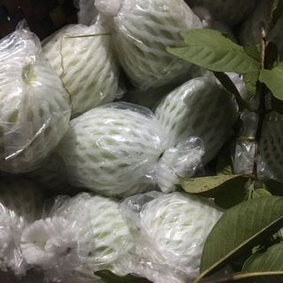 Ổi nữ hoàng sạch
