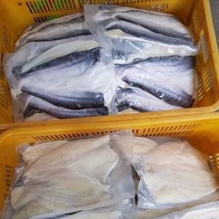 CÁ DỨA BIỂN THIÊN NHIÊN