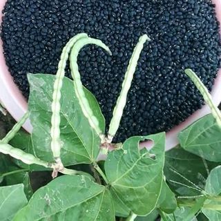 ĐẬU ĐEN XANH LÒNG 1KG